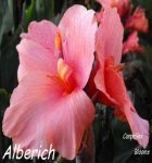 Canna Alberich