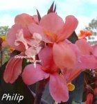 Canna Philip