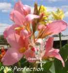 canna Pink Perfection