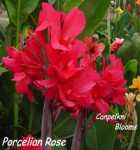Canna Porcelian Rose