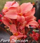 Canna Port Denison