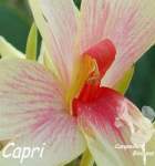 Canna Capri