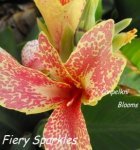 Canna Fiery Sparkles
