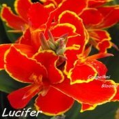 Red and yellow canna Lucifer