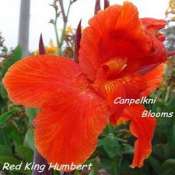 picture of Red King Humbert canna which is a sport from Yellow King Humbert