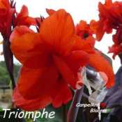 Picture of canna Triomphe with dark leaves and red flower