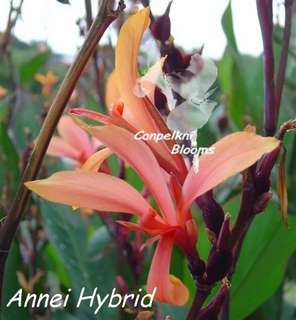 Canna Annei hybrid