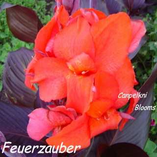 picture of canna Feuerzauber with broad dark leaves