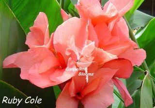 Short growing cannas Short growing cannas