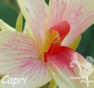 Canna Capri