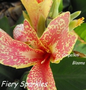 Canna Fiery Sparkles