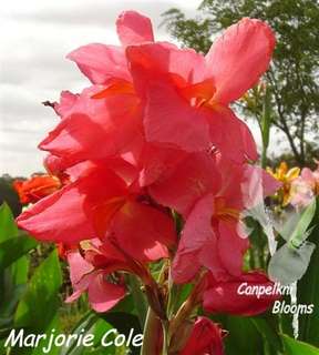 Canna Marjorie Cole