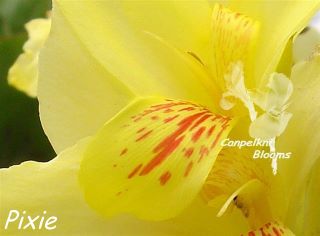 Beautiful shorter yellow flowering canna Pixie