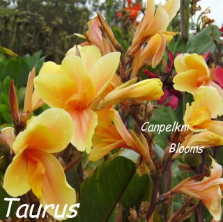 Beautiful Canna Taurus is from the Zodiac Series which was raised in Australia