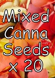 Pack of 20 mixed garden canna seeds Mixed canna seeds for sale