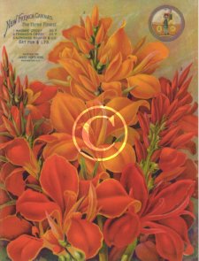 Picture of James Vick's Sons New French cannas, from 1892 they were described as the three finest cannas. Picture of James Vick's Sons New French cannas, from 1892 they were described as the three finest cannas.