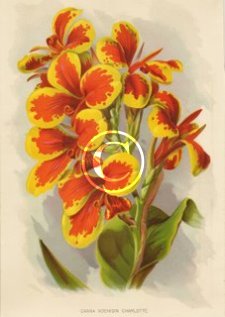 Popular and still reliable Koenigin Charlotte canna a beautiful enhanced picture print from 1910. Popular and still reliable Koenigin Charlotte canna a beautiful enhanced picture print from 1910.