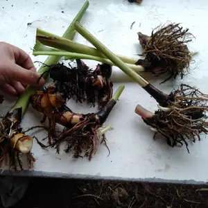 Canna Lily Plant Divisions