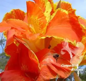 3 Orange canna