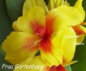 tropical flowersFrau Gartenburg