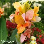 Multiple flowers canna Blauvelt