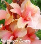 Canna Flamingo Dawn
