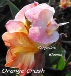 Canna Orange Crush