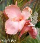 canna Pringle Bay