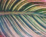 striped canna leaf