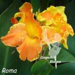 canna-roma