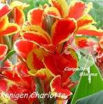 Konigen Charlotte
