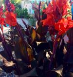 My backyard favorite Canna Lily 