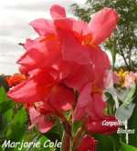 canna marjorie cole