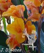 canna-flowers-j-d-cabos