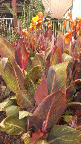 big-clump-of-tropical-cannas-phasion.jpg