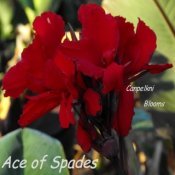 canna Ace of Spade with dark blackish red flowers
