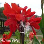 Picture of red flowering Australian canna Alfred Cole