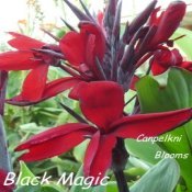 Dark red with black buds picture of red cannas Black Magic