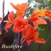 canna Bushfire