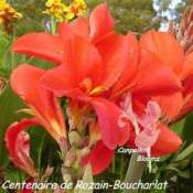 Cannas Centenaire de Rozain-Boucharlat heritage plant with cerise red flowers flushed in bright pink