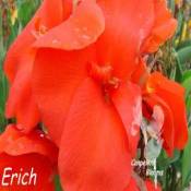 canna Erich with big tropical flowers