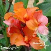 canna Lohengrin