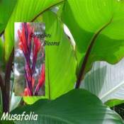 Musafolia is tall growing canna with slender flowers