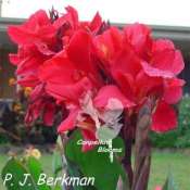 Canna P. J. Berkman has cerise red flowers