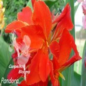 canna Pandora