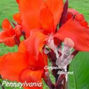 Picture of old red flowering canna plant Pennsylvania