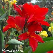 Photo of red flowering canna Poinsettia