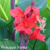 Canna Princess Yorke