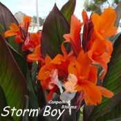 canna Storm Boy