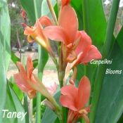 Canna Taney